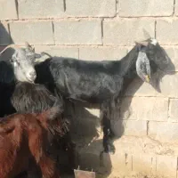 چند راس بز لاشه دار
