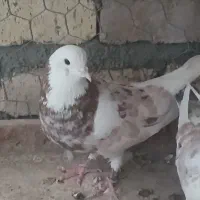 کفتر نر ماده شازده سرور کله سفید