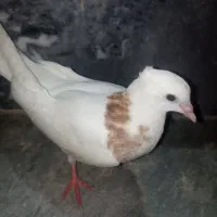 طوقی نیمه دایه سرحال