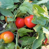 گوجه هایکو درجه یک