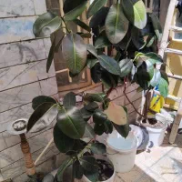 گل طبیعی درجه یک مادر گل