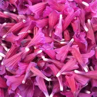 گل گاوزبان ارگانیک  درجه یک