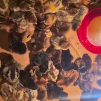 خروس|حیوانات مزرعه|مبارکه, |دیوار