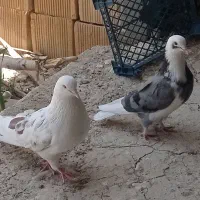 کبوتر تهرانی