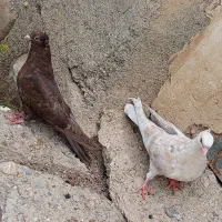 کبوتر|پرنده|سیلوانه, |دیوار