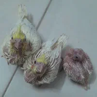 جوجه سرلاکی لوتینو با ژن خوب