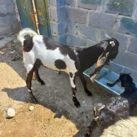فروش کهره نر تخمی و گوشتی (چپش)دورگ پاکستانی
