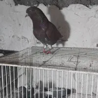 کفتر سرخ|پرنده|خان ببین, |دیوار