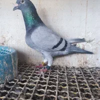 پرنده عراق نر2019