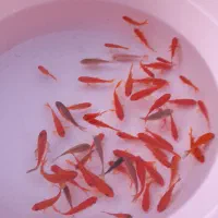 ماهی|ماهی|محمدیه-قزوین, |دیوار