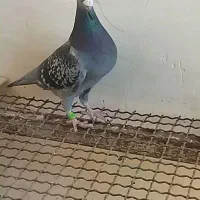 پرنده