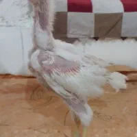 جوجه‌خروس‌لاری‌‌حجازی