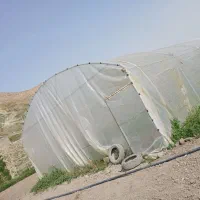گلخانه|گل و گیاه طبیعی|هزار مسجد, |دیوار