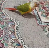 پرنده