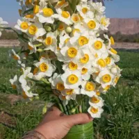 فروش پیاز گل نرگس