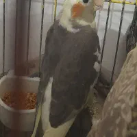 عروس هلندی جوجه و بالغ