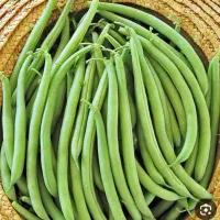 لوبیا سبزه تازه