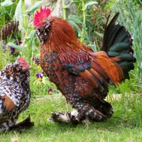 جوجه یوسل بلژیکی