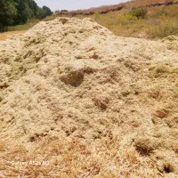 کاه گندم دیم ب مقدار بالا ریز و نرم  ، جو ، عدس