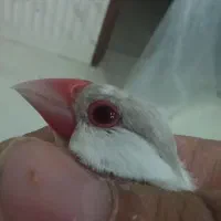 فنچ کراواتی و نرگسی