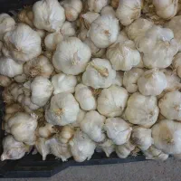 سیر تازه