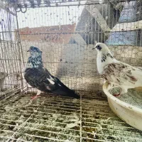 کبوتر پرسی دهن خورده