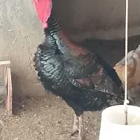 فروش بوقلمون