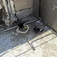 کفتر قاراسیاه