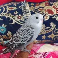 فروش ومعاوضه مرغ عشق