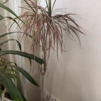 گیاه بلند دراسینا بنسای شده