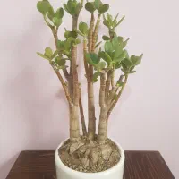 گل و گیاه بونسای یشم(گیاه  ثروت) ، مناسب هدیه دادن