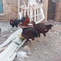 مرغ‌لاری‌وزینت