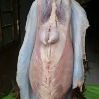 قصاب