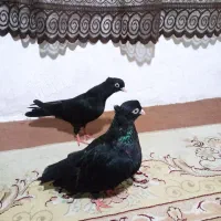 پرنده