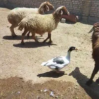 اهواز