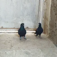 کبوتر سیاه