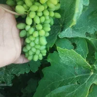 غوره عسگری درجه یک