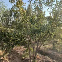 باغ-1000متری-کریم-آباد