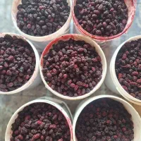 پخش عمده شاتوت(شاهتوت)