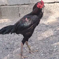 خروس|حیوانات مزرعه|میناب, |دیوار