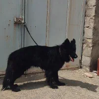 ژرمن بلک