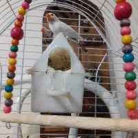 پرنده.فنچ.