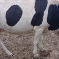 شیر خانگی گاو موجود هست تمیز بهداشتی