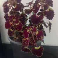 ده گلدان همه با هم ۵۵۰تومان.