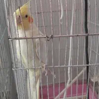 سه تا عروس هلندی
