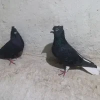 یک جفت دمسفیدپاک