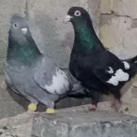 کبوتر ماده سرک وسینه