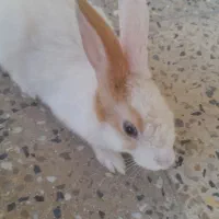 خرگوش