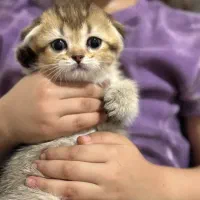 گربه اسکاتیش