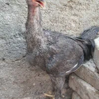 لاری|حیوانات مزرعه|گناباد, |دیوار
